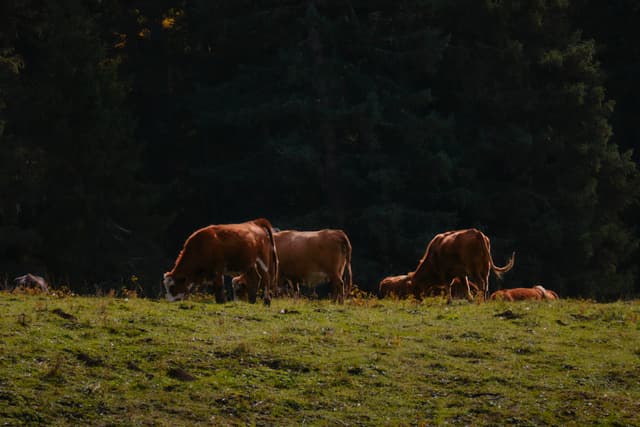 喀纳斯景区国家地质公园